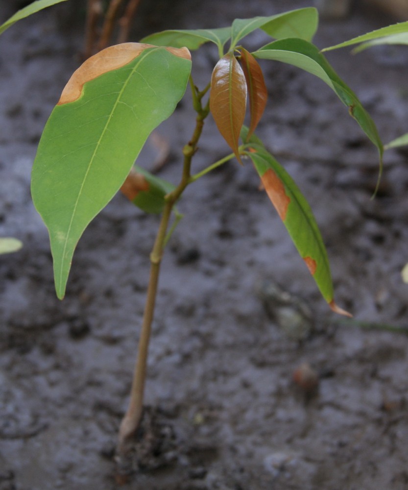 Личи, ромбутан, лонган и др. Сапиндовые (Sapindaceae) | Страница 13