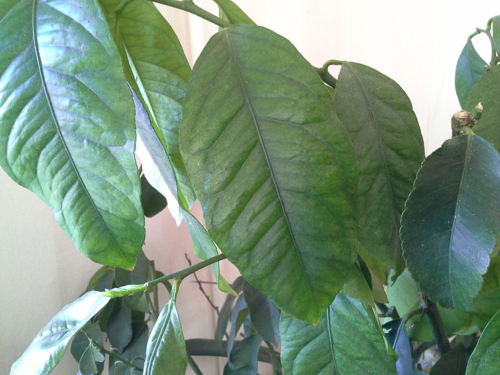 Какие листья у лимона фото в домашних условиях