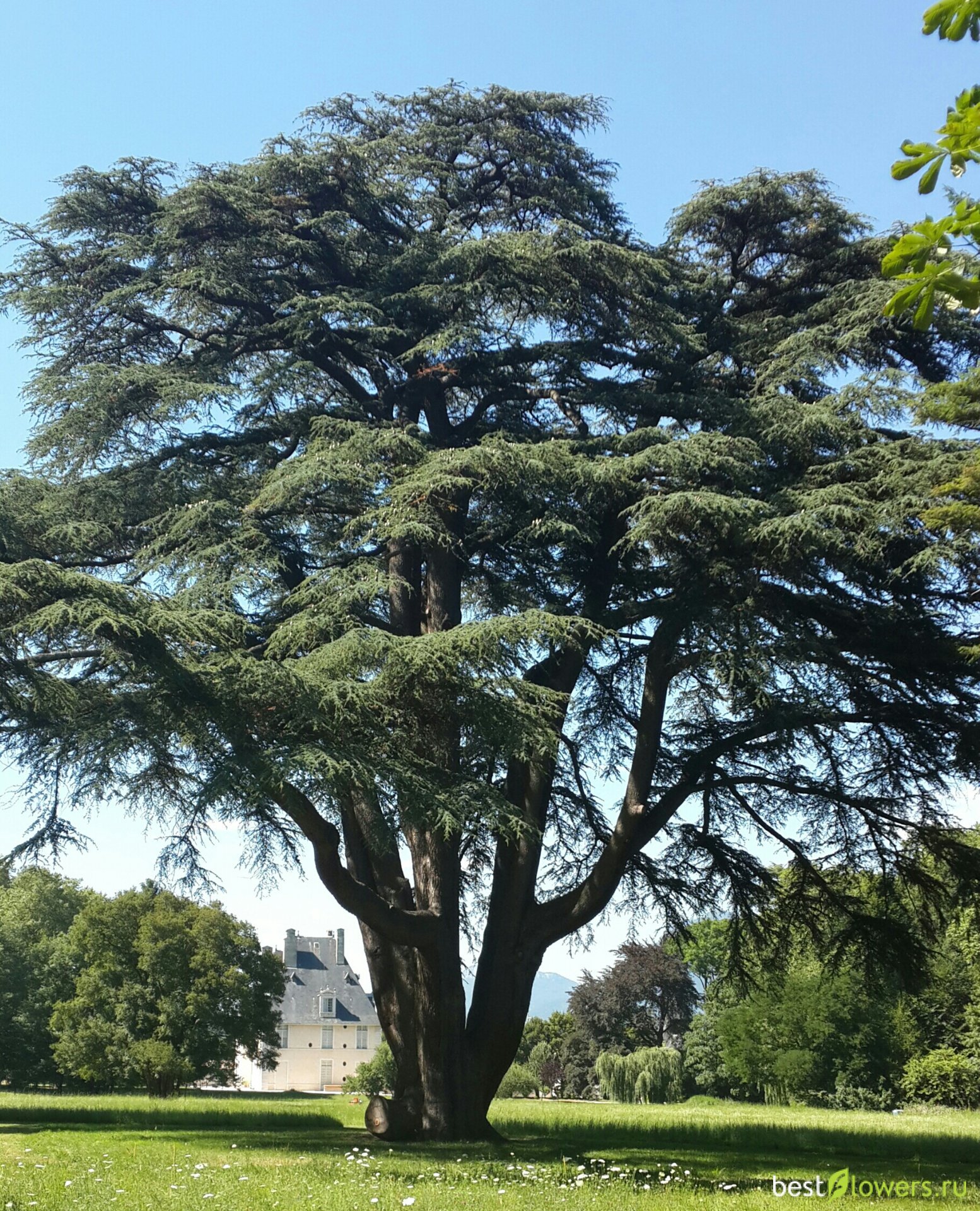 Значение слова ливанский кедр. Кедр лива́нский (Cedrus libani). Ливадийский кедр. Кедр ливанский Саргенти. Ливанский кедр в Финикии.