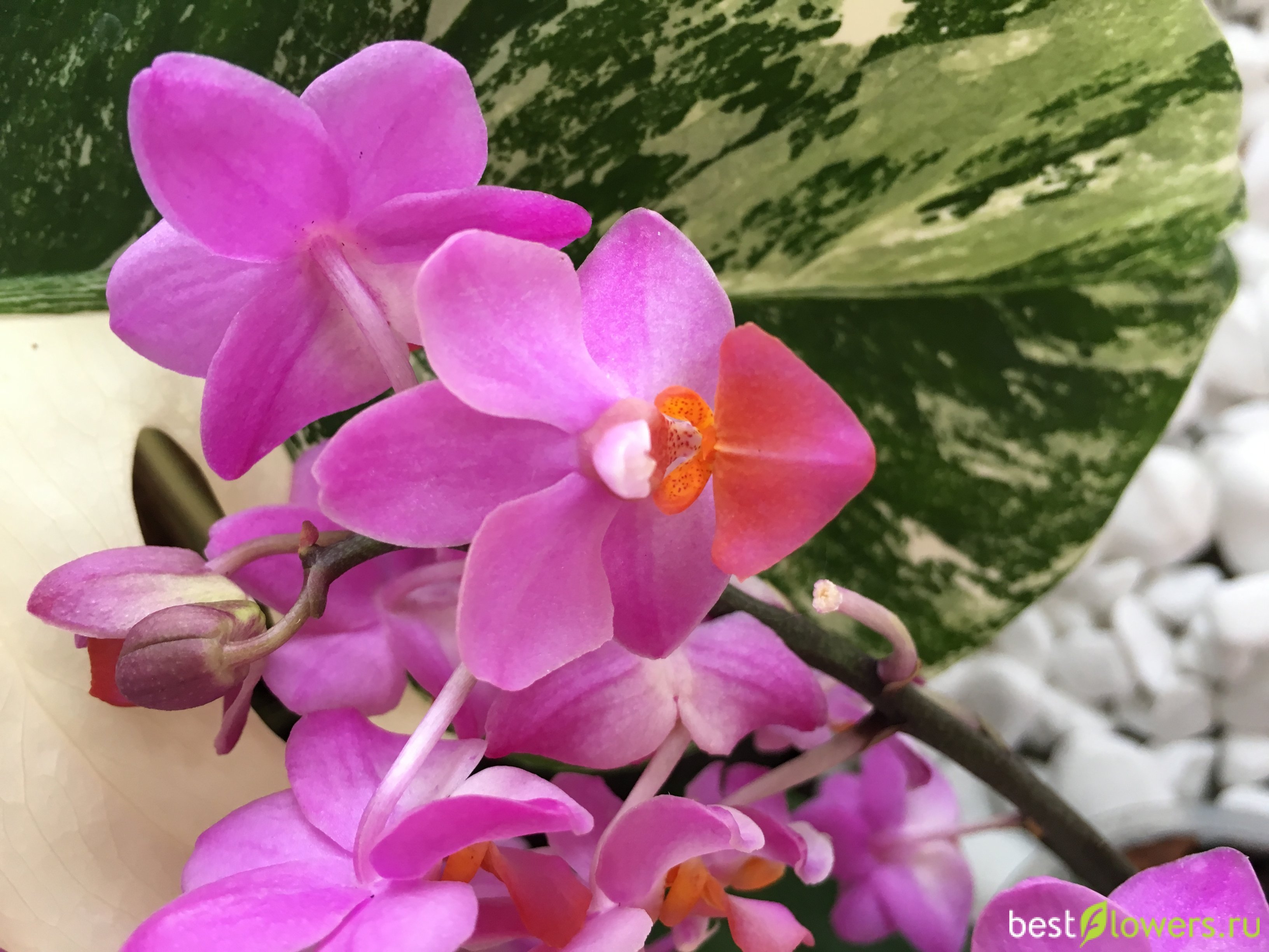Орхидея Льюис Сакура