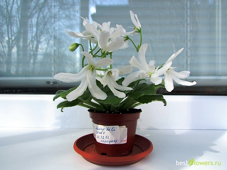 Lunar lily white фиалка фото