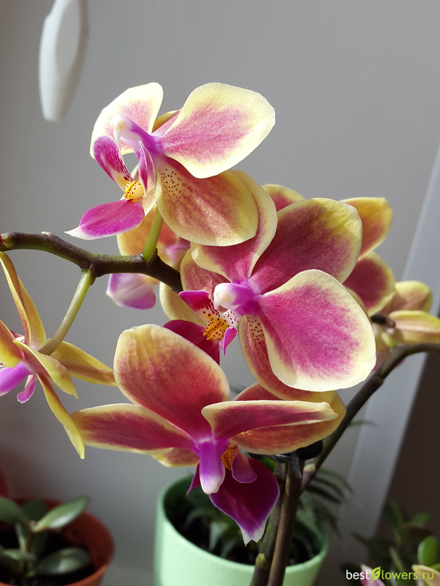 Ароматные орхидеи фаленопсис фото и названия