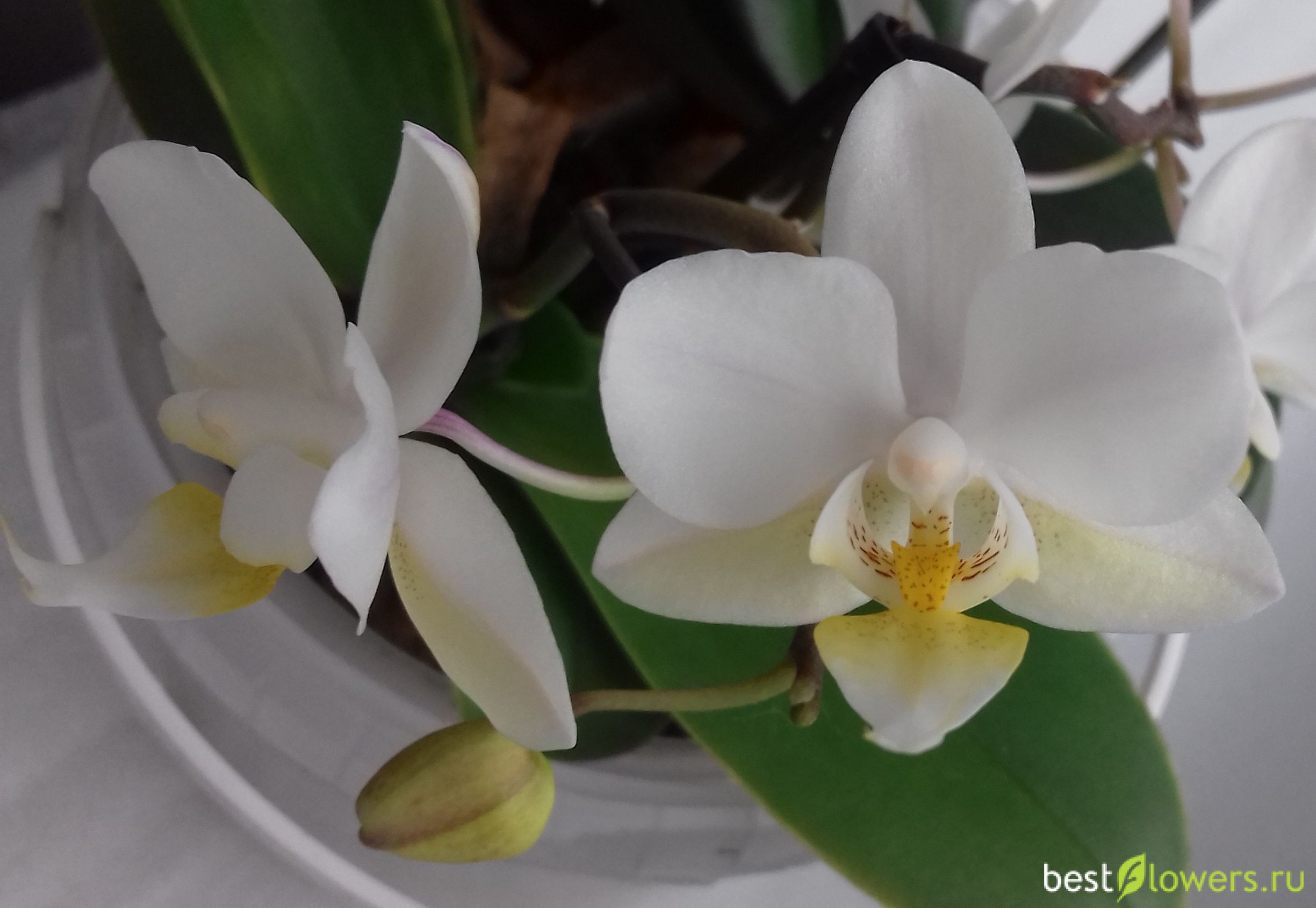 Белые мини орхидеи фаленопсис