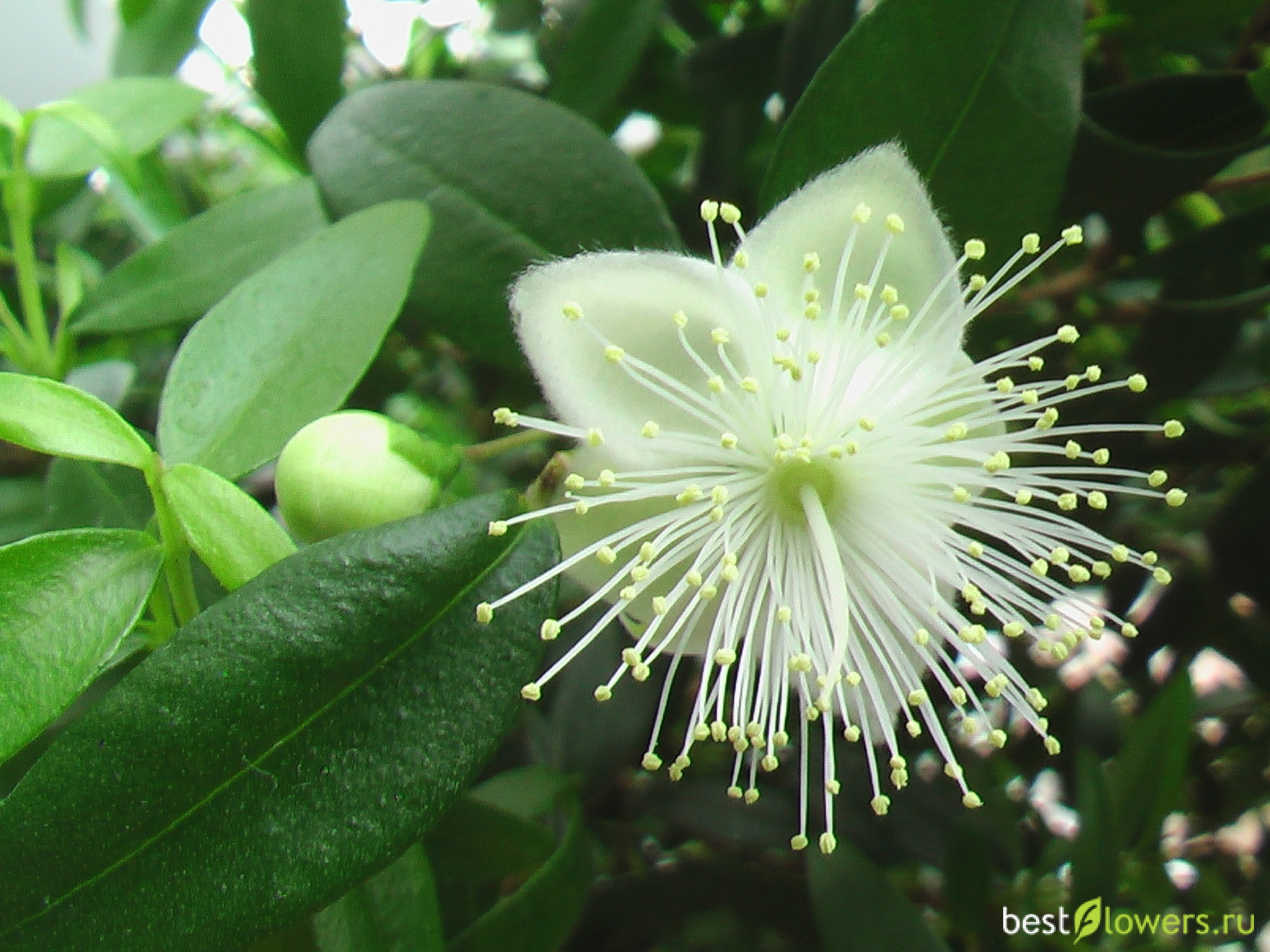 Myrtus communis