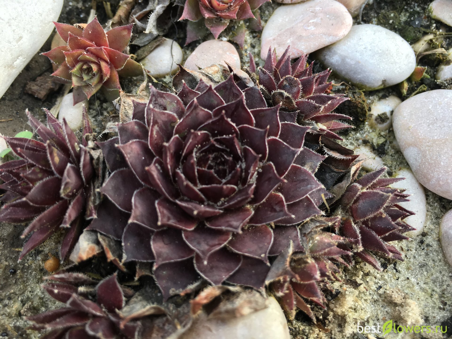 Молодило Sempervivum Dark Beauty дарк Бьюти