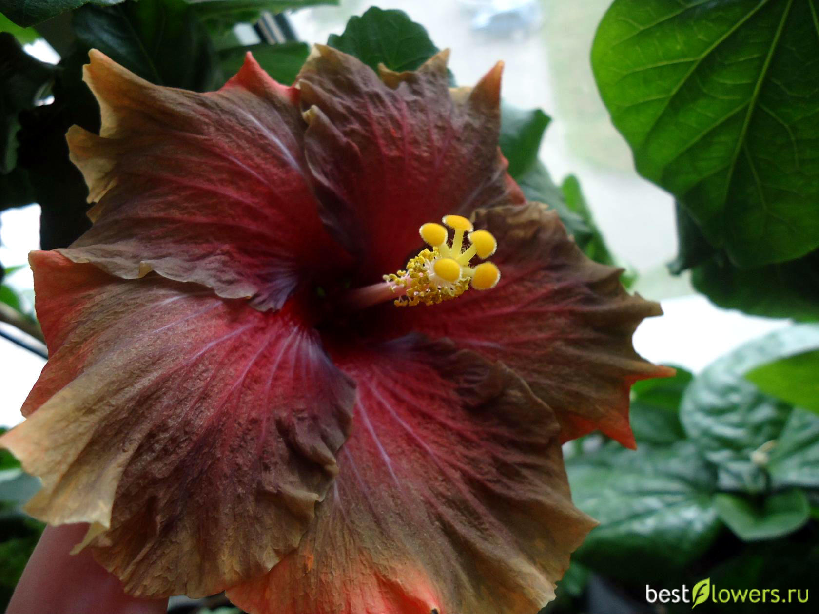 Гибискус moorea teanihei фото