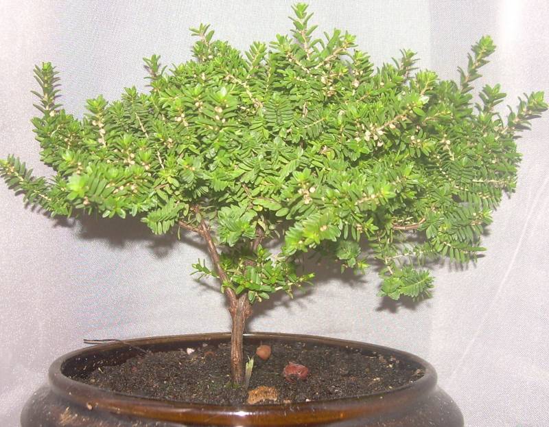 Триптомена: цветок, описание, фото, особенности выращивания