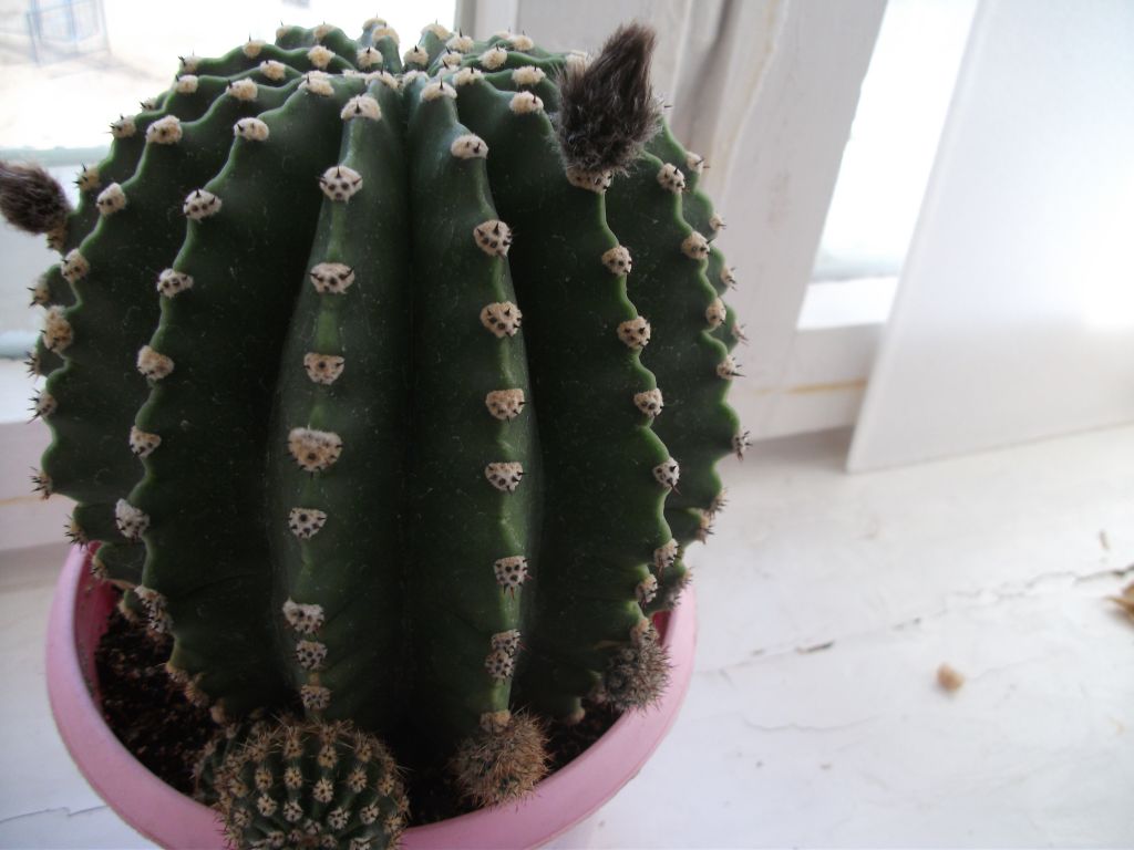 Как выглядят бутоны у кактуса фото