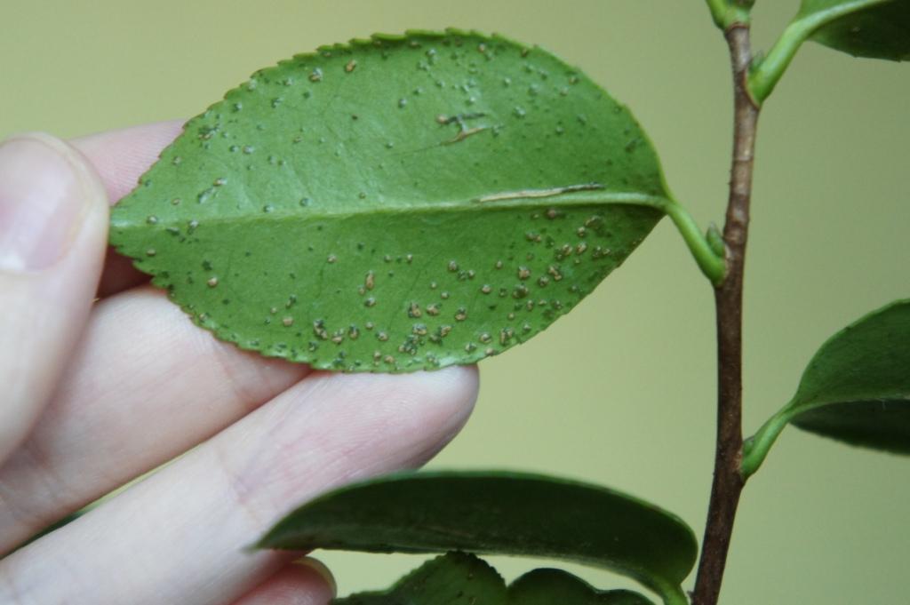 Болезни и вредители комнатных растений по листьям фото