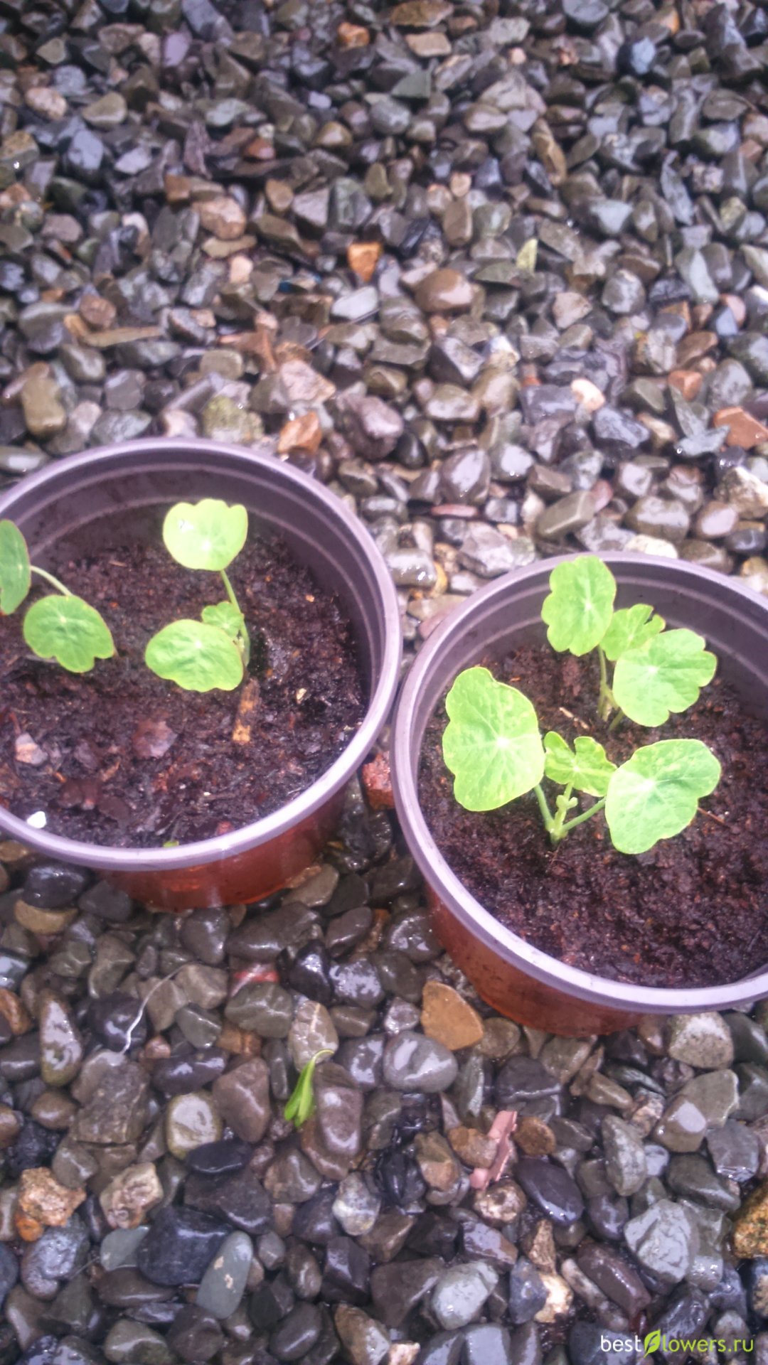 Сеянцы настурции. Всходы настурции. Настурция выращивание рассады из семян. Настурция как вырастить из семян. Тунбергия пикировка.