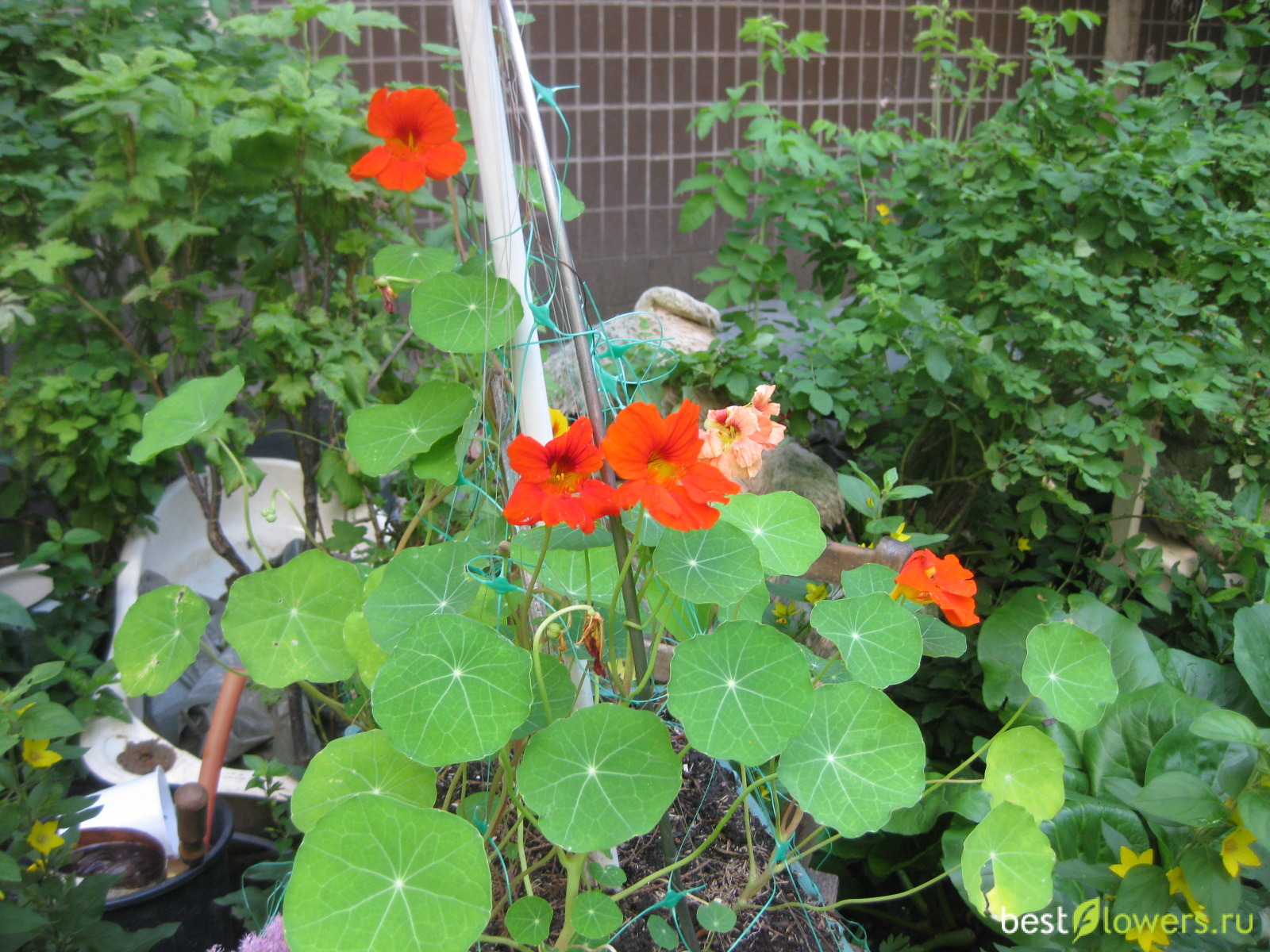 Настурция на даче