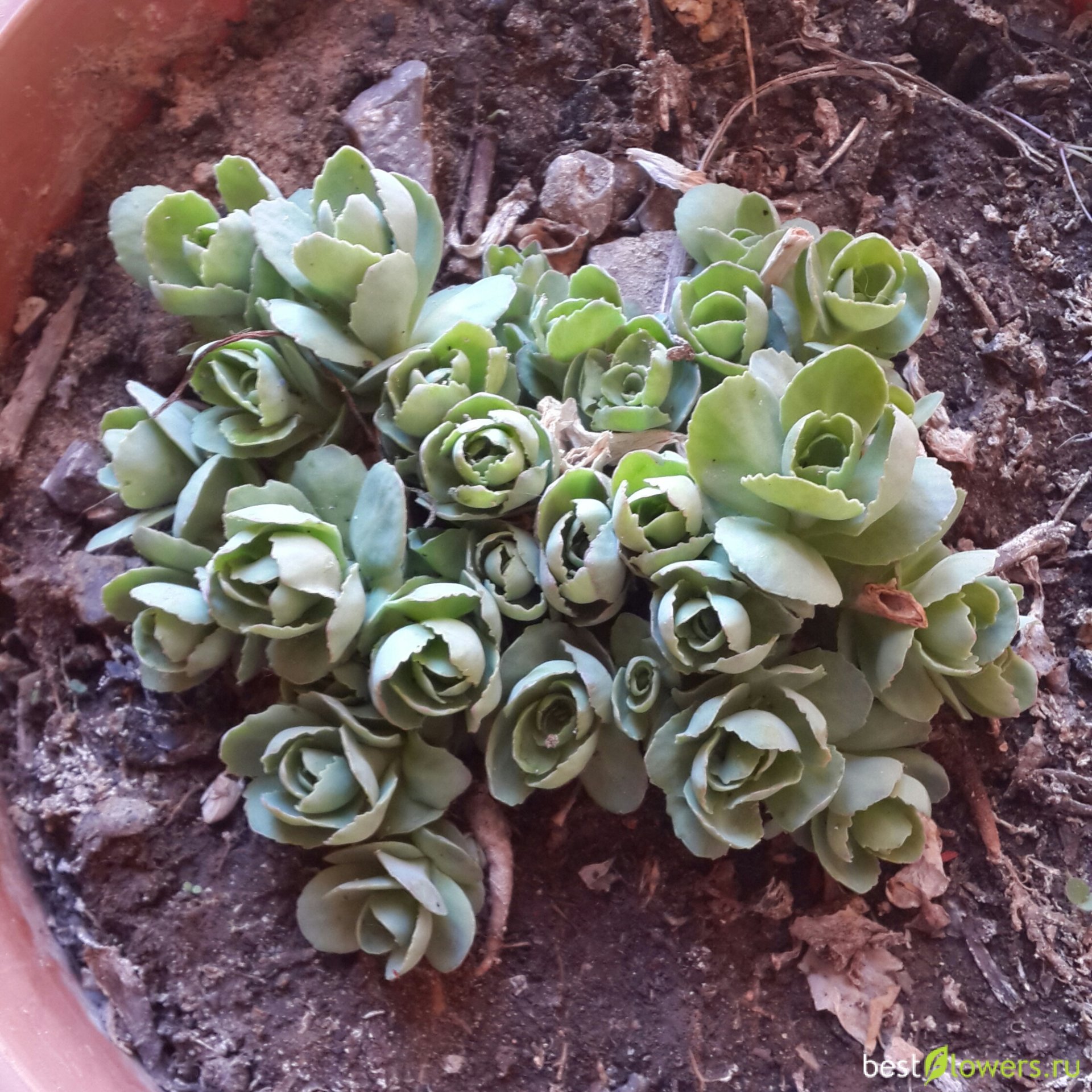 Очиток размножение семенами