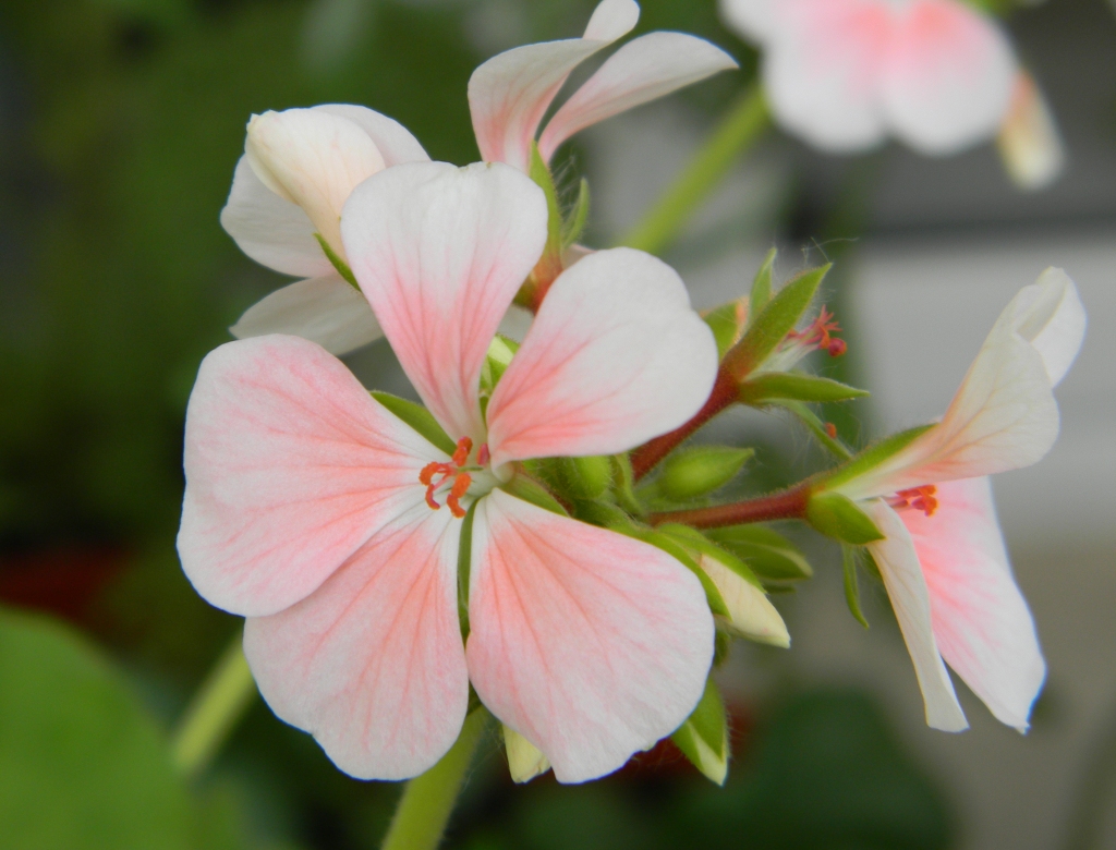 Pink dolly varden пеларгония фото