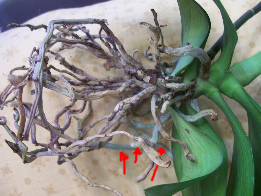 Как восстановить корни орхидеи