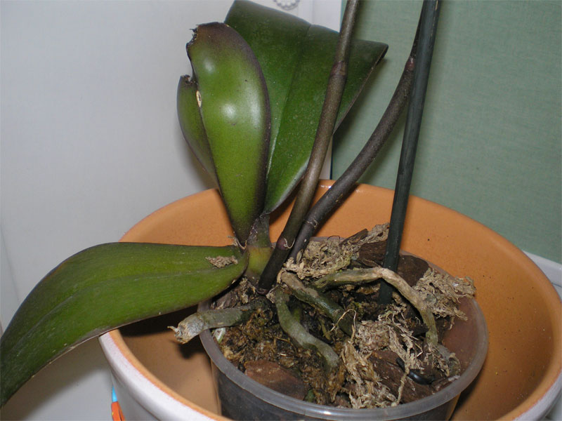 Почему чернеет орхидея. Потемнение листьев орхидеи. Чернеют орхидеи. Темнеют листья у филоденопсиса. Чернота на листьях орхидеи у корня.