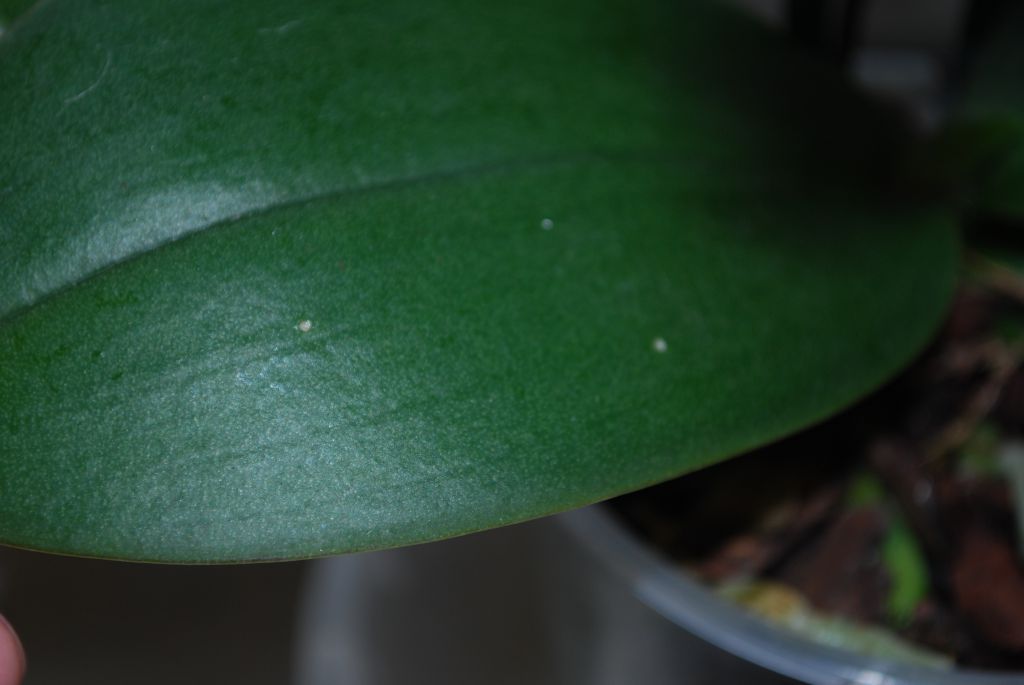 Вредители орхидей фото и название