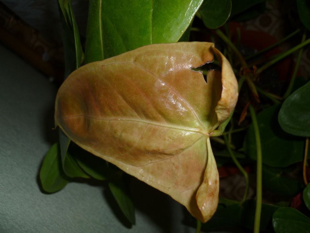 Листья антуриума желтеют и сохнут