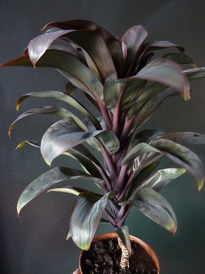 Драцена с фиолетовыми листьями название фото