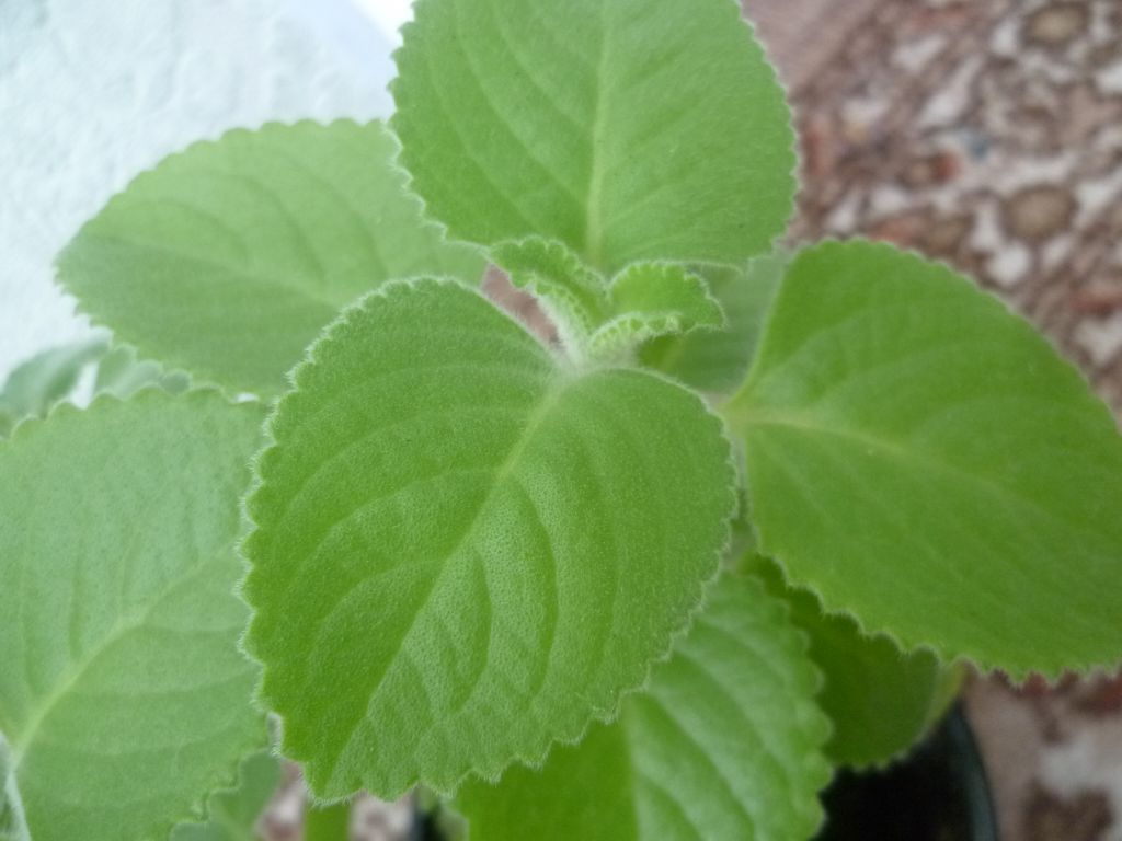 Plectranthus caninus