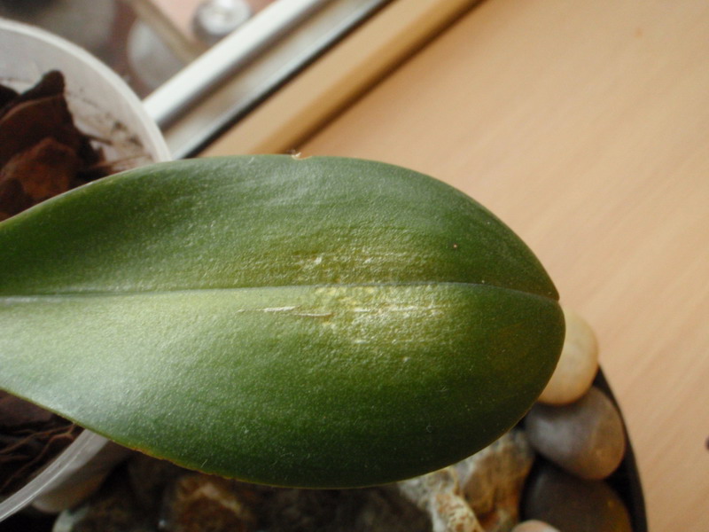 Заболевание орхидей проблемы с листьями фото