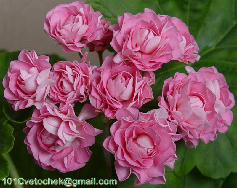 Australian pink rosebud пеларгония фото