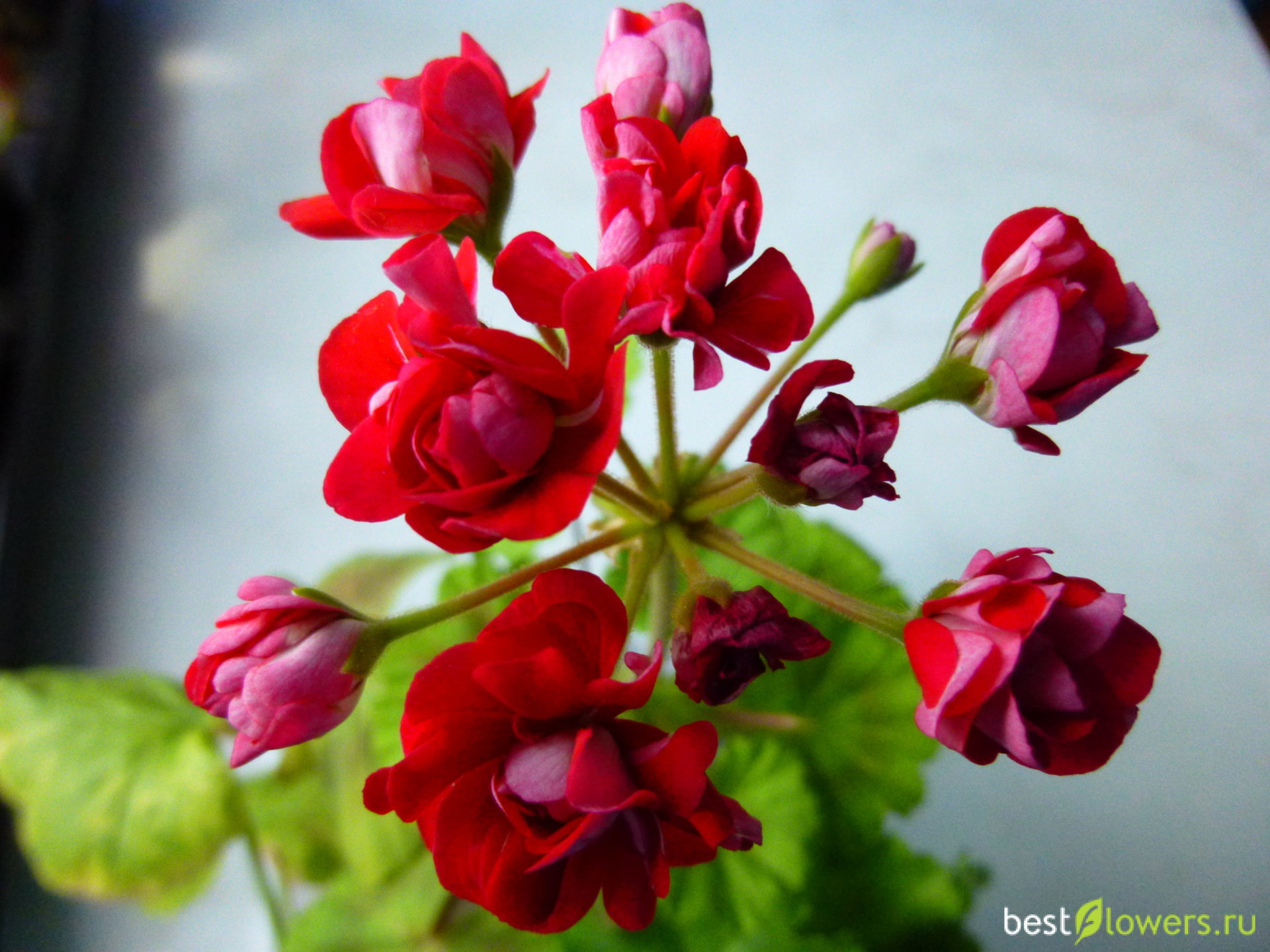 Пеларгония red rambler фото и описание