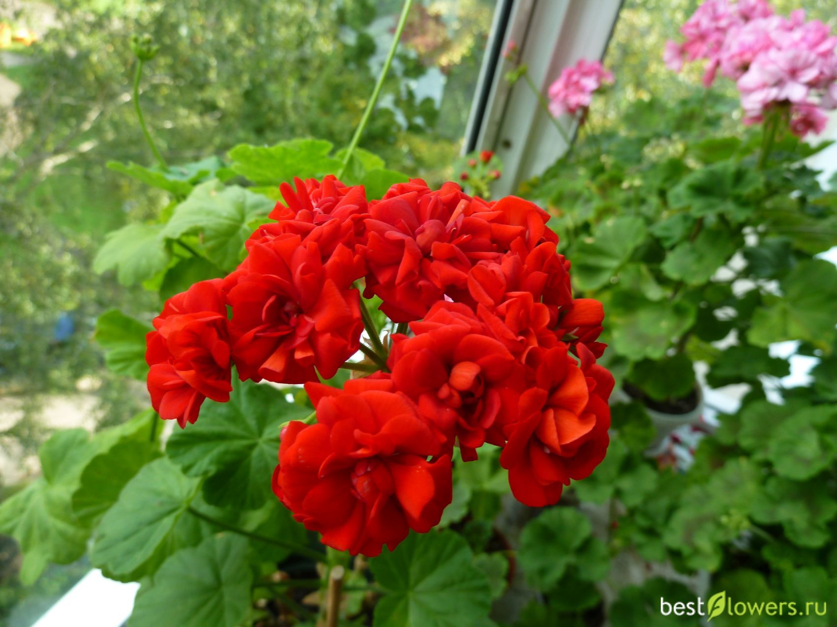Пеларгония Rosebud Red