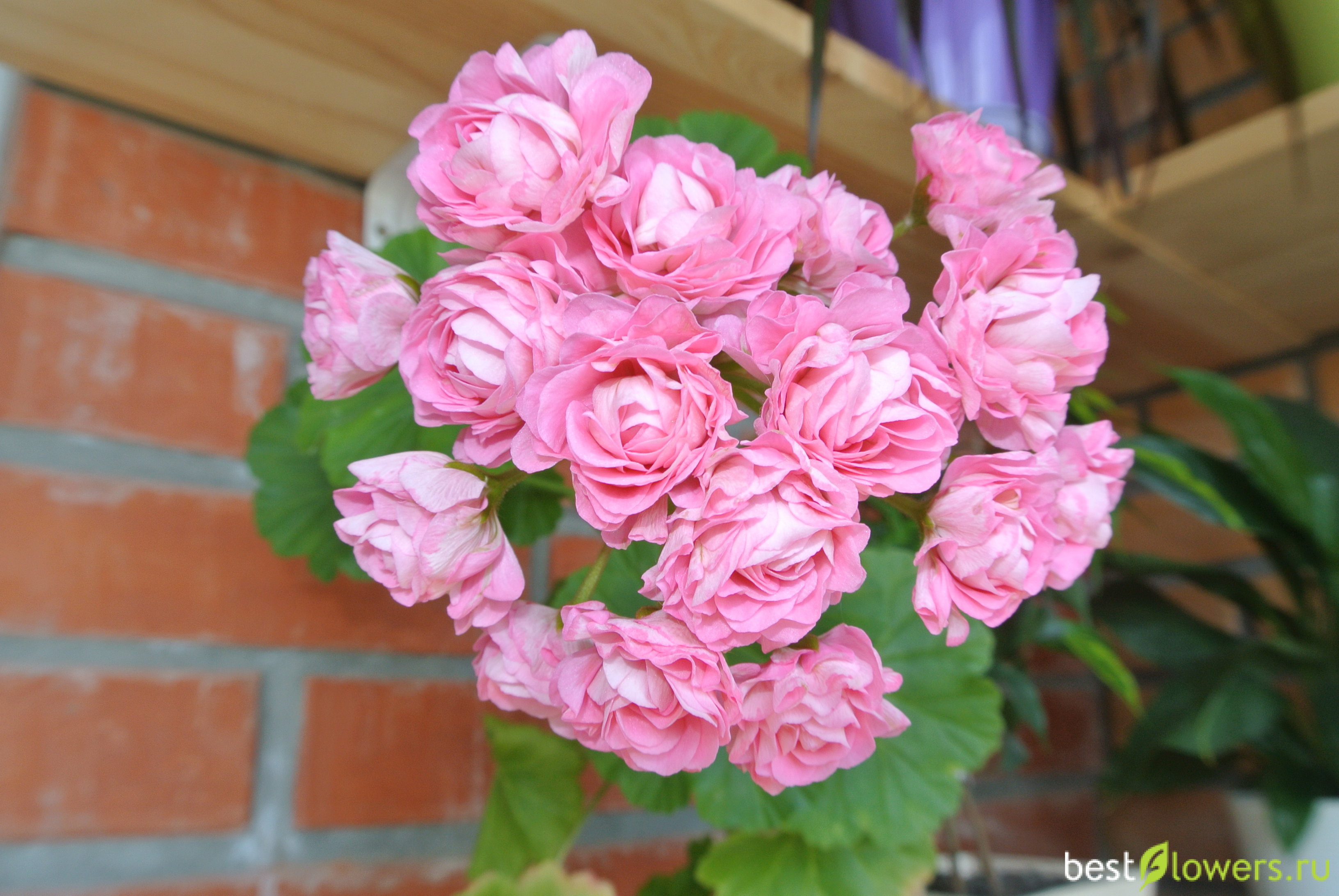 Australian pink rosebud пеларгония фото и описание