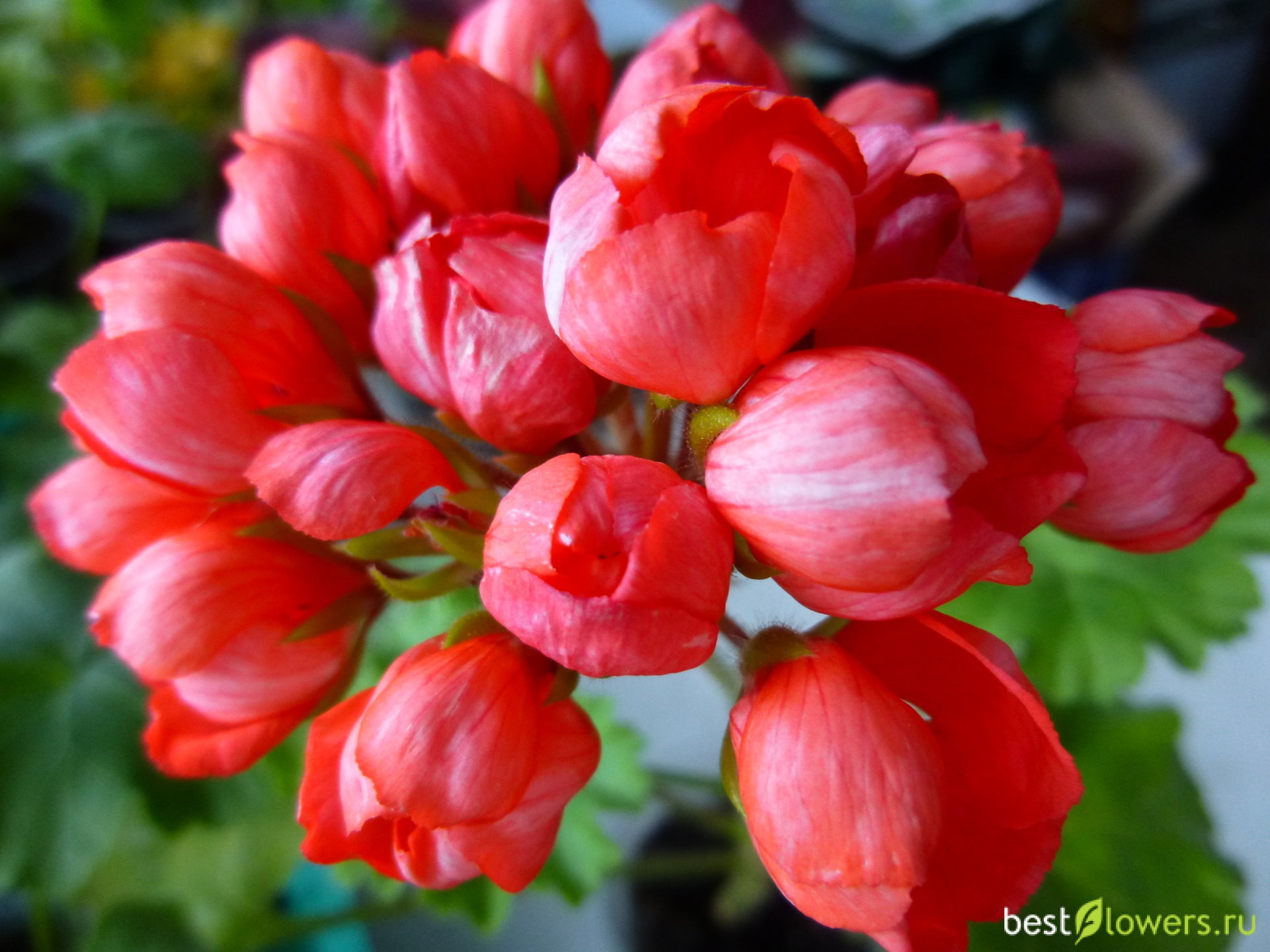 Пеларгония тюльпановидная red pandora условия выращивания