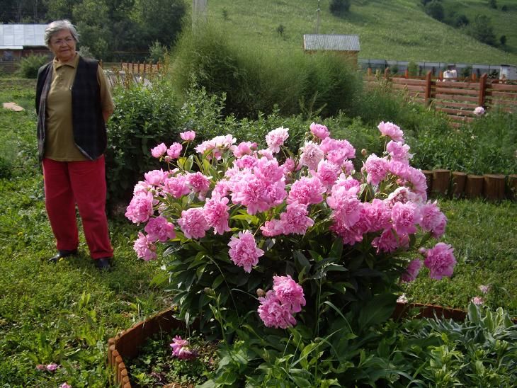 Можно ли пионы выращивать в горшках дома. Подставка под пионы. Пионы в ряд на уч. Пион начало роста. Как высадить много пионов красиво.