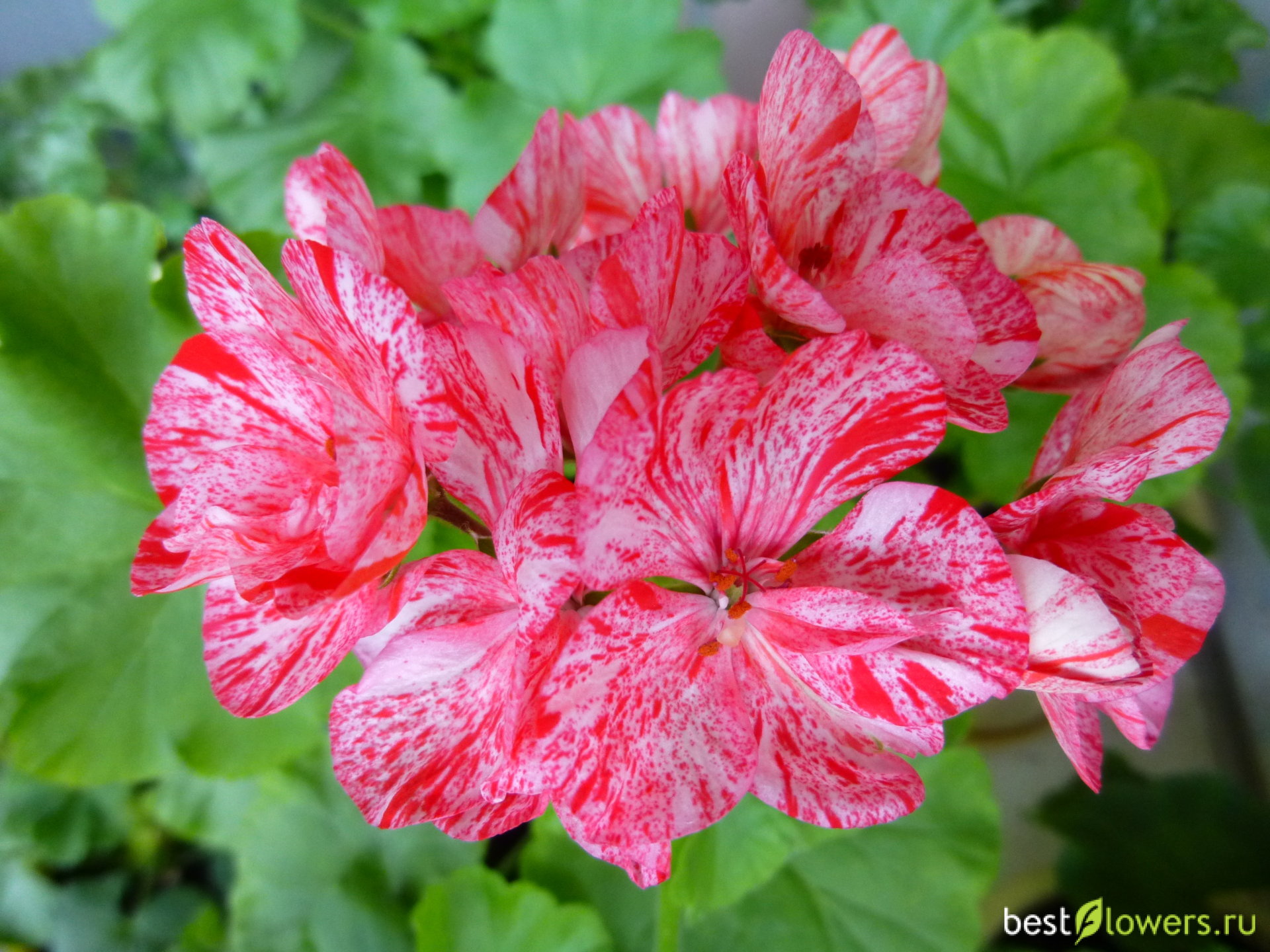 Пеларгония peppermint twist фото и описание сорта