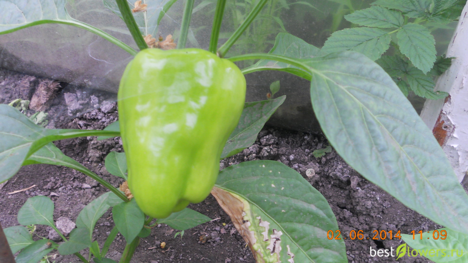 Что сделать чтобы краснел перец. Что сделать чтобы краснел перец. Перец сорт кубышка. Что сделать чтобы краснел перец. Чтобы перец быстрее покраснел на кусту.