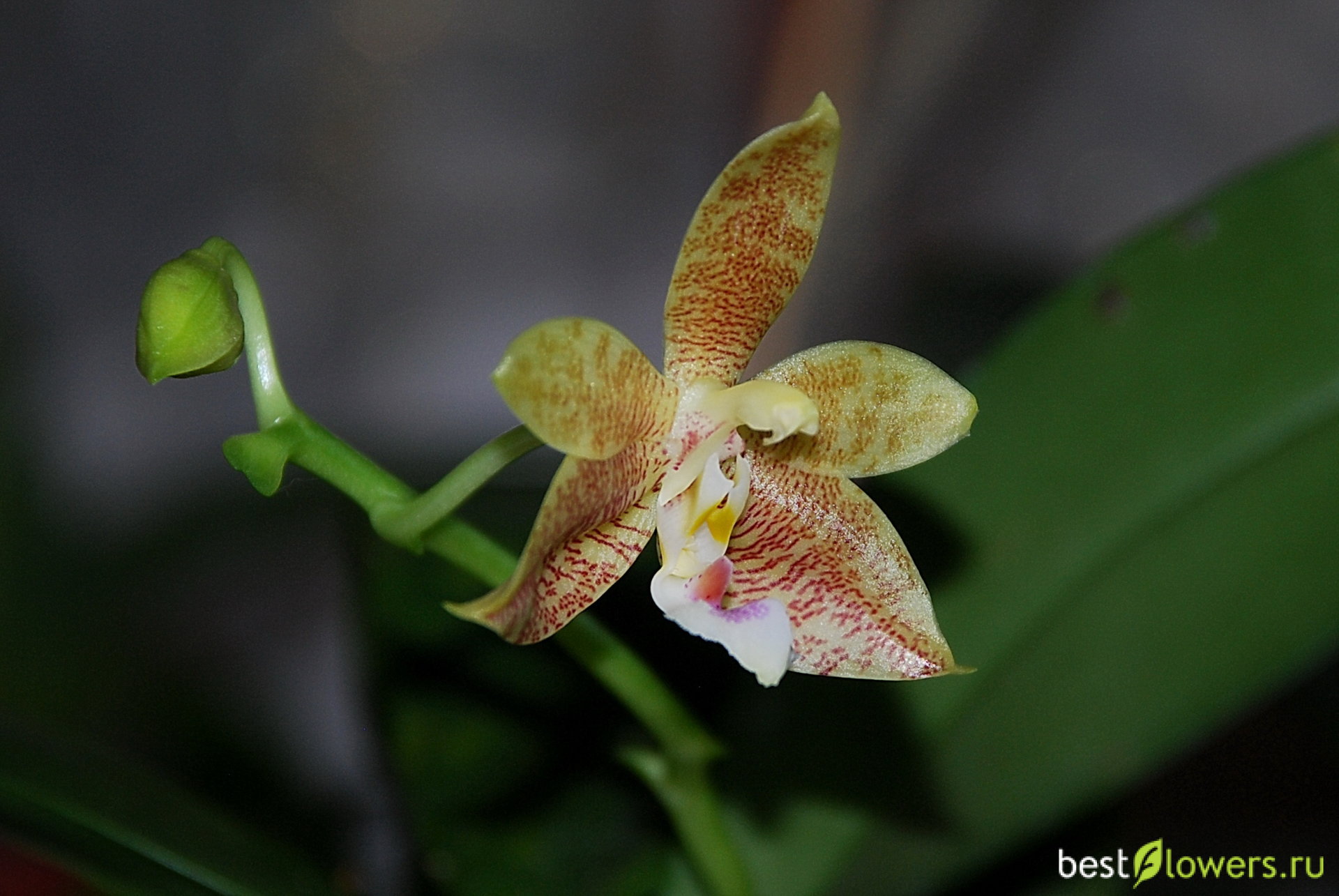 Phal.gigantea x Princess Kaiulani