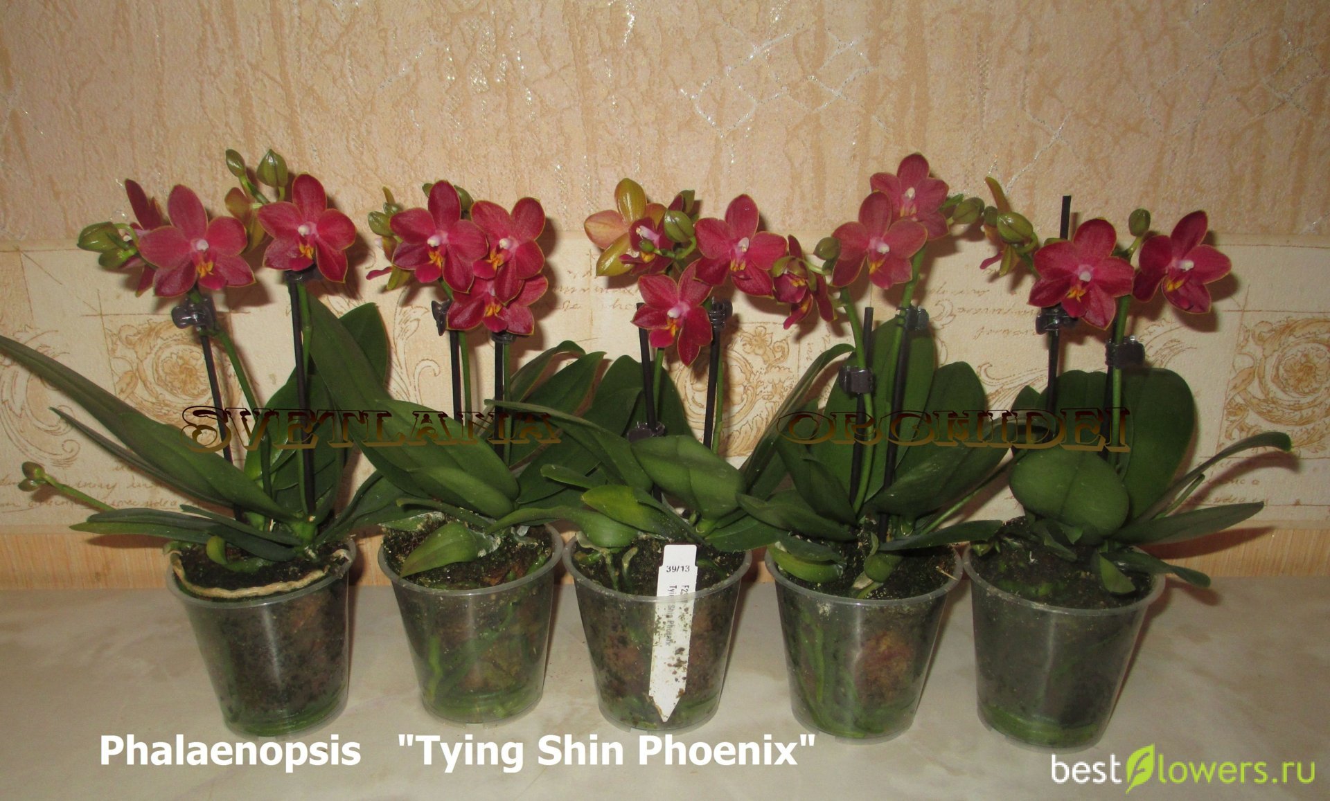 орхидея феникс фото