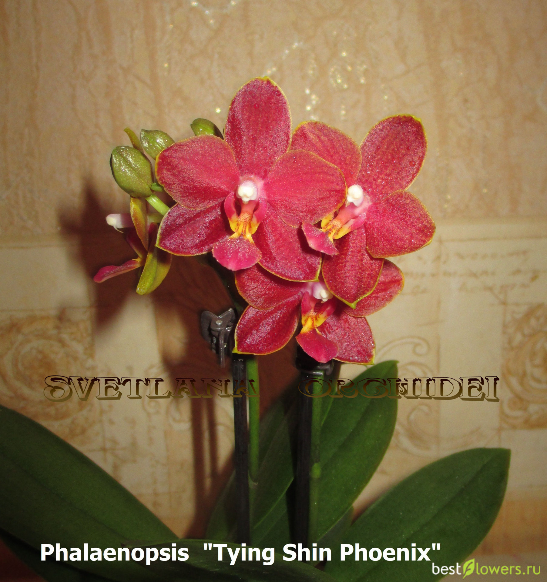 Феникс Орхидея