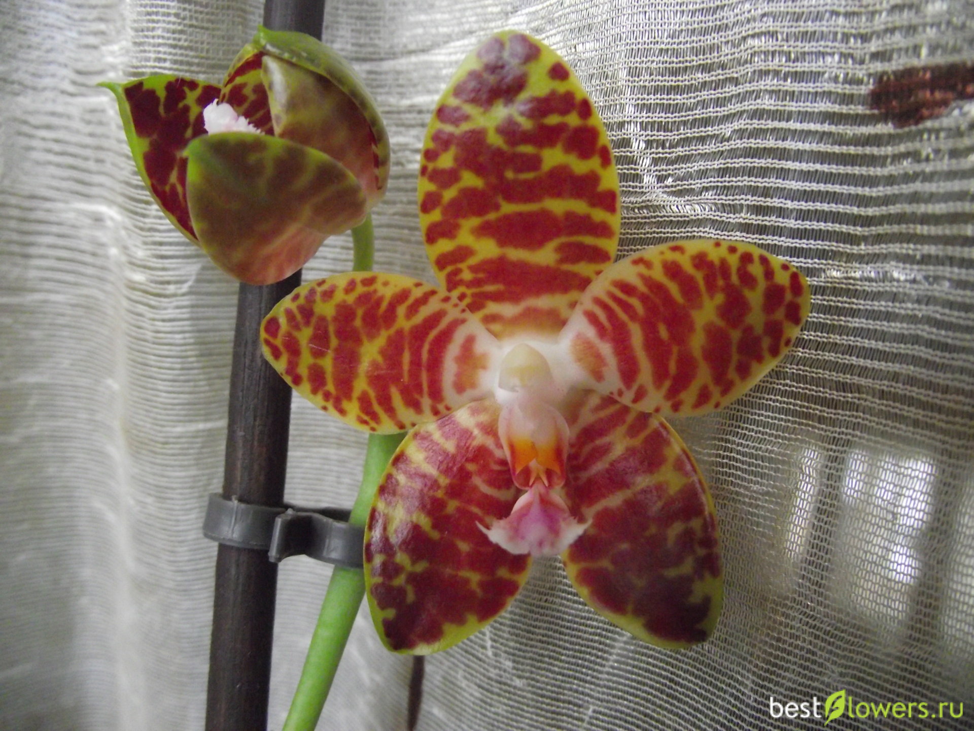 Phal. Jade Gold