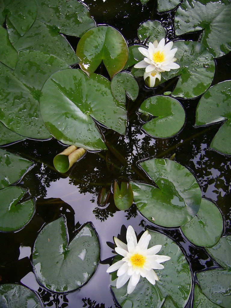 Водяные цветы для пруда название и фото