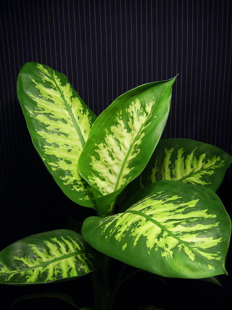 Dieffenbachia amoena 'Tropic Snow'. 