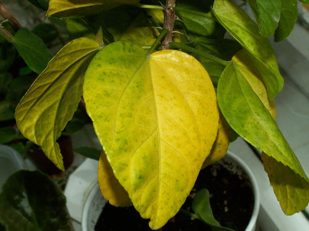 Хлороз листьев перца фото
