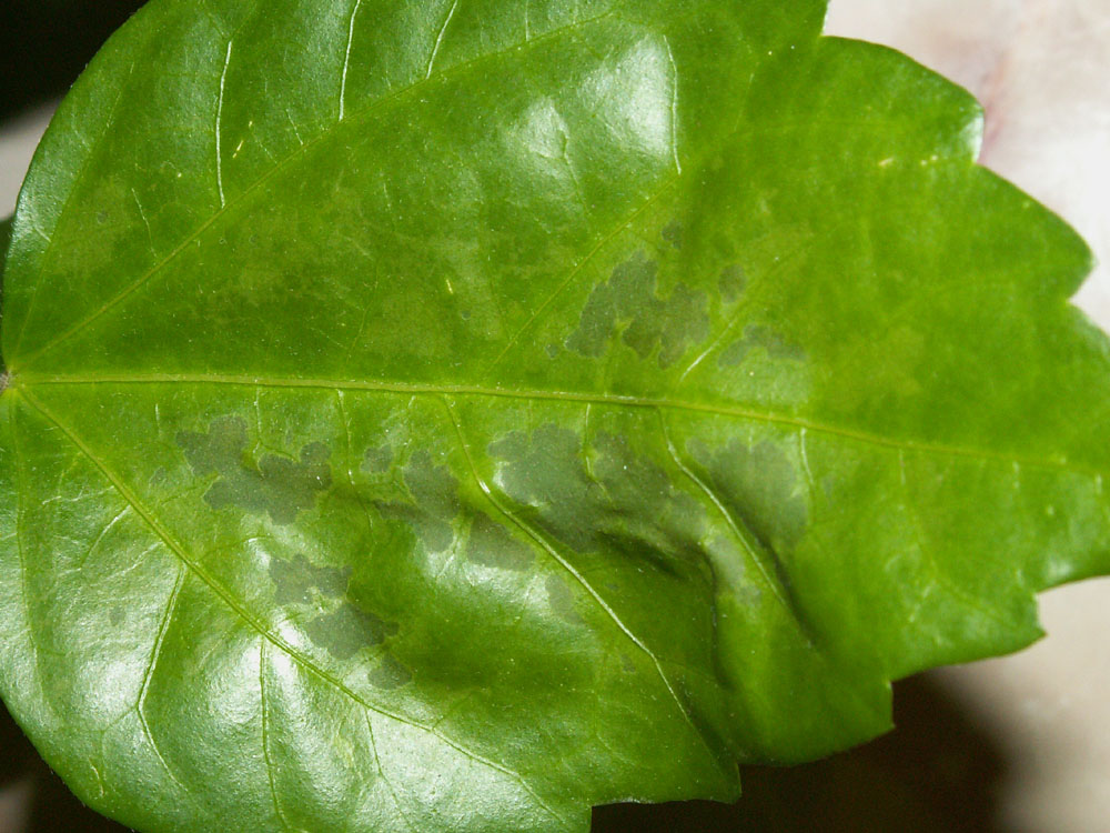 Форма листьев гибискуса. Гибискус листок. Гибискус листья. Пятнистости на листьях гибискуса. Гибискус листики.