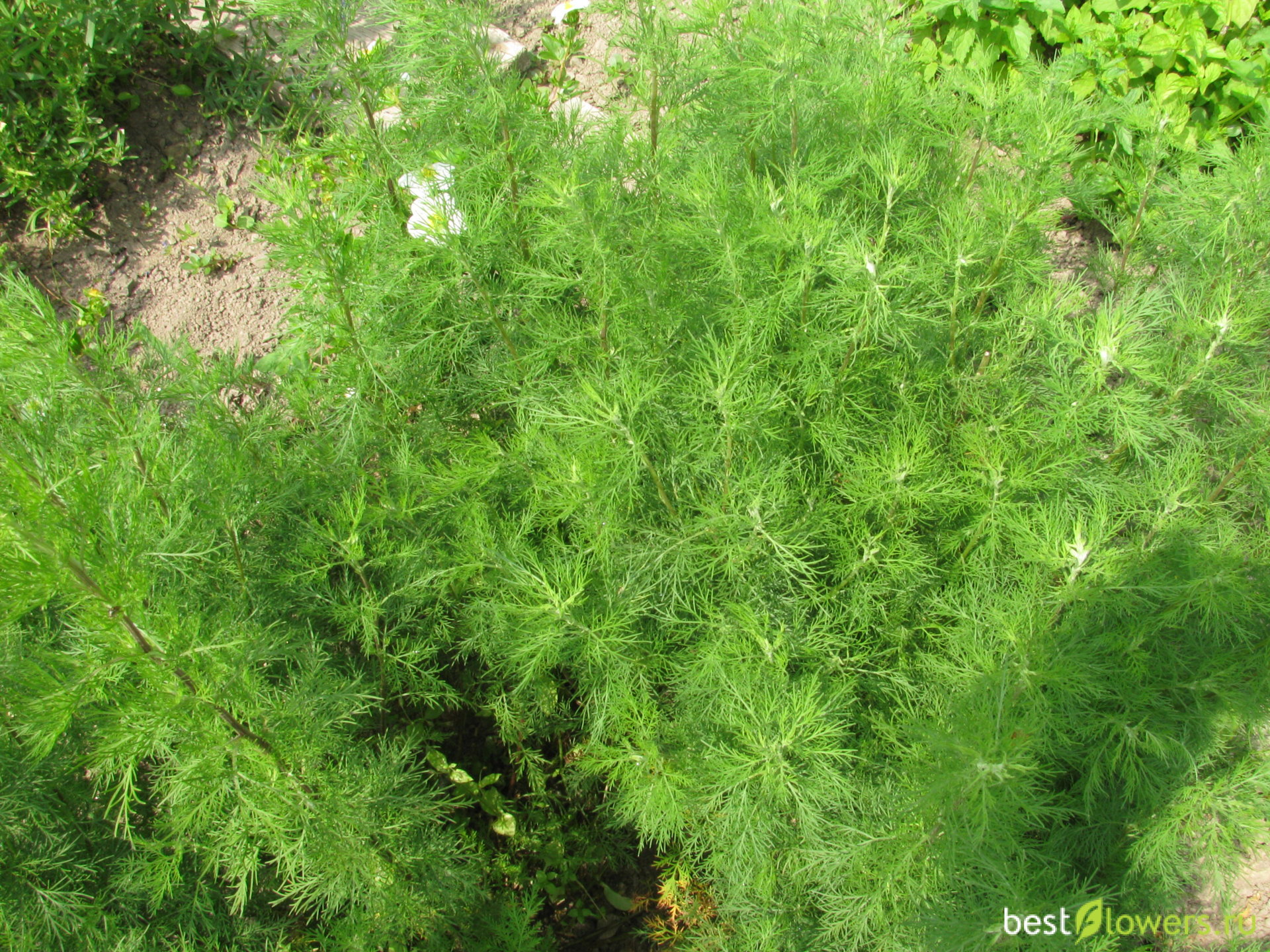 Полынь Artemisia arborescens Powis