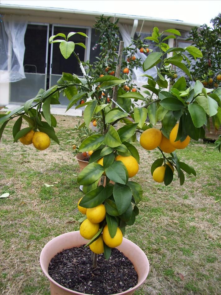 Купить лимон мандарин