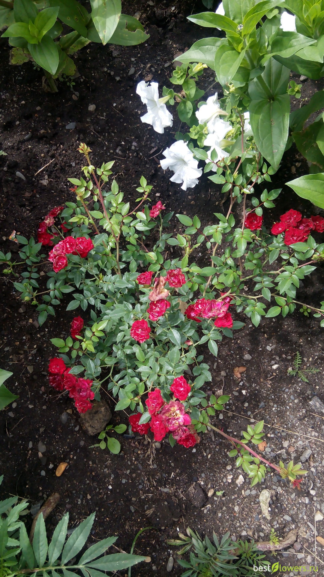 Роза Red вельвет почвопокровная