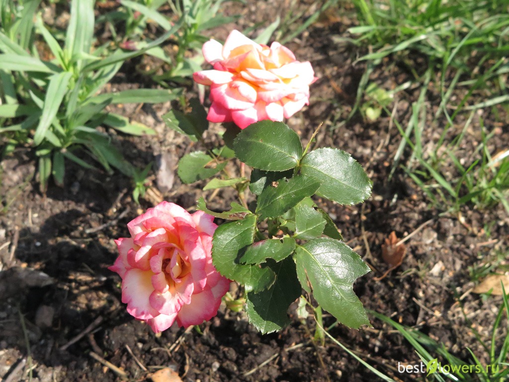 Рина херхолдт роза фото и описание