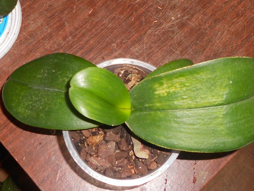 Вредители орхидей фото и название