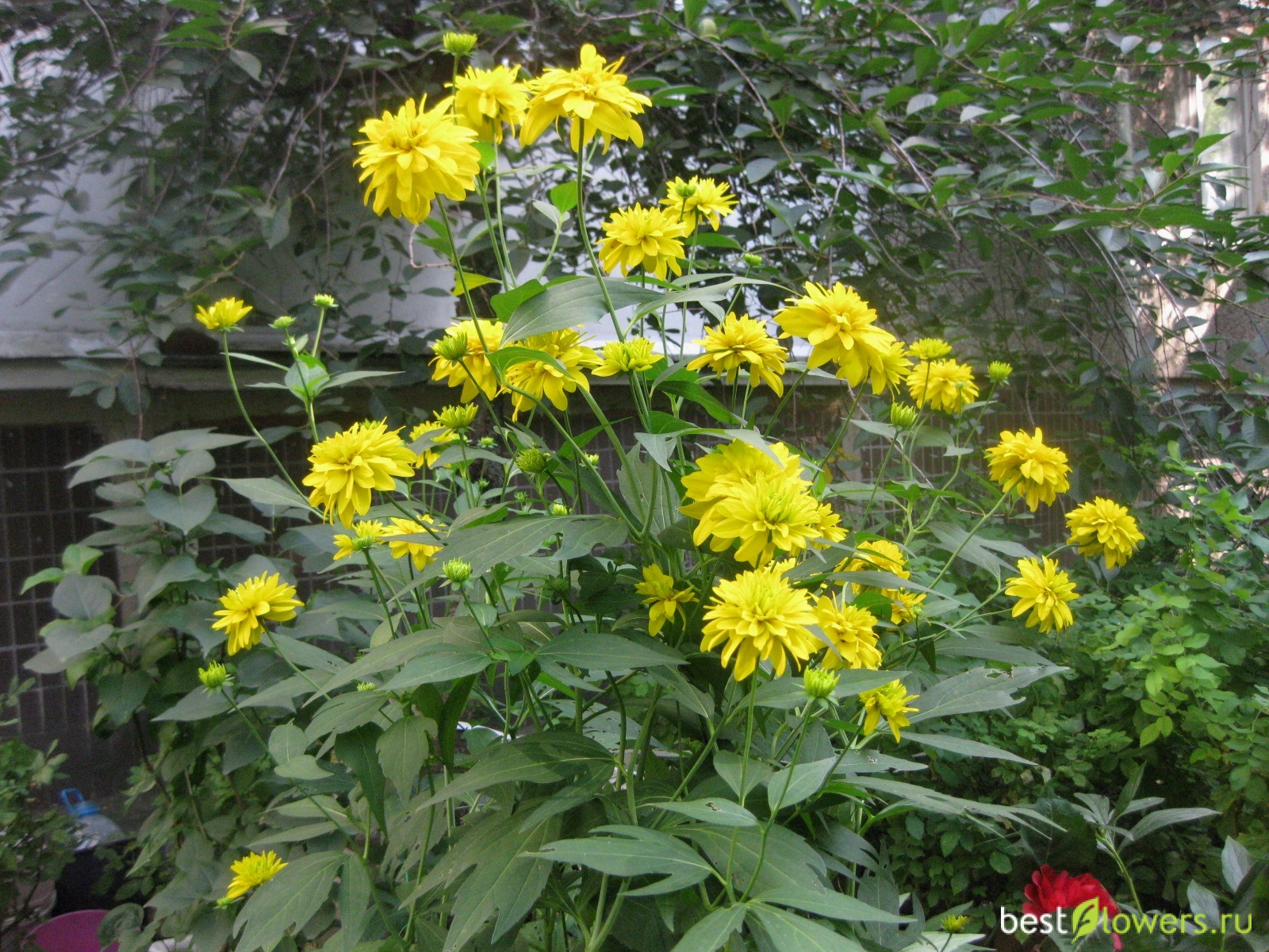 Rudbeckia laciniata Goldball