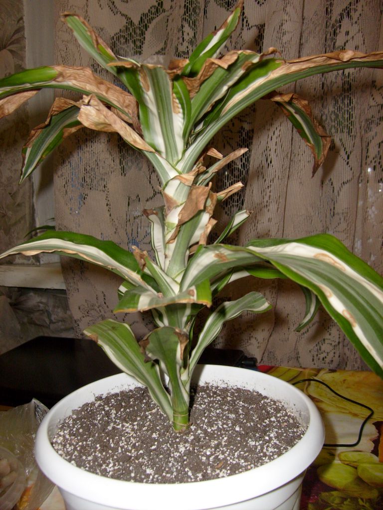 Драцена Деремская (Dracaena Deremensis) | Страница 8