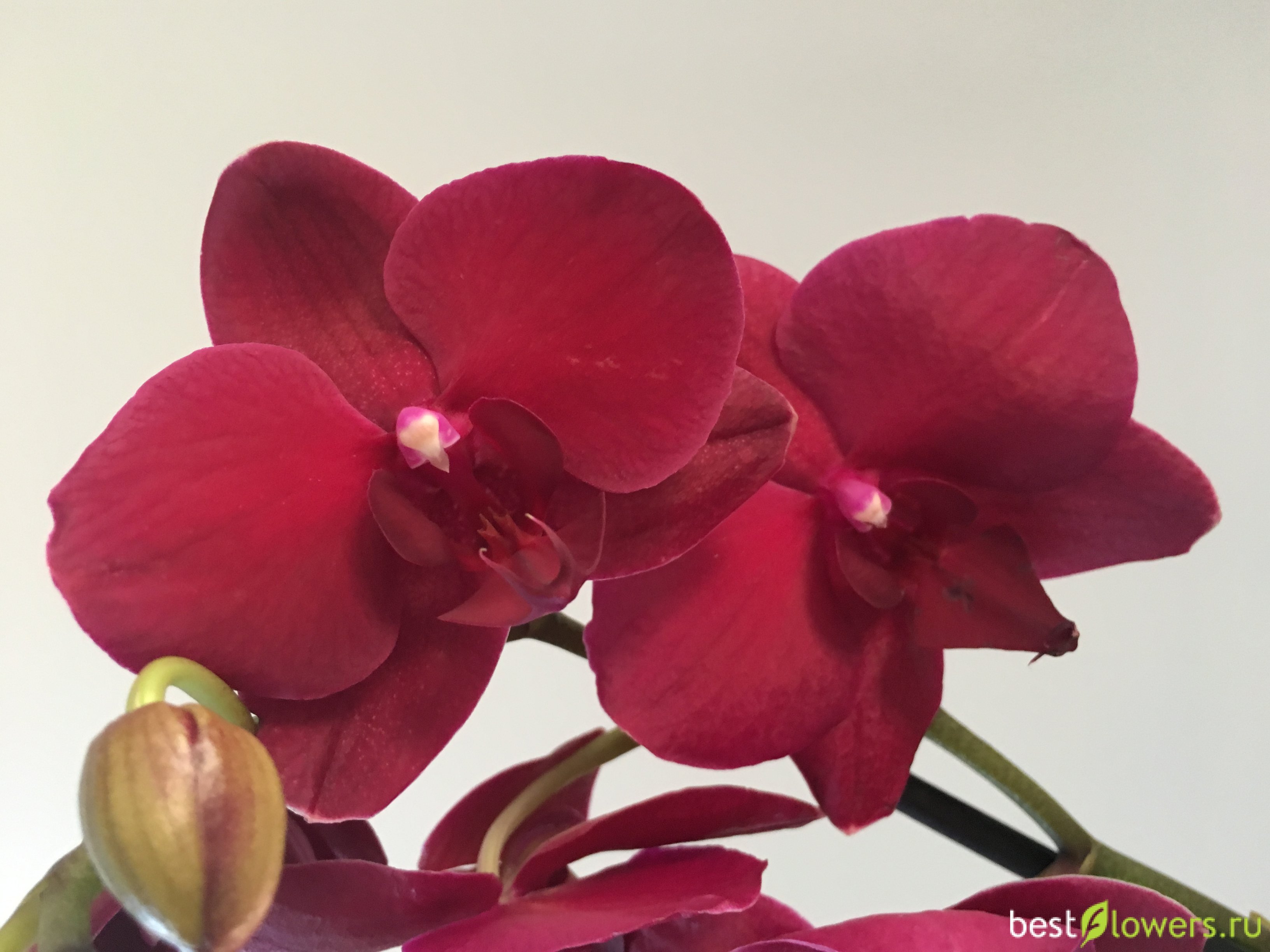 Орхидея женева фото и описание
