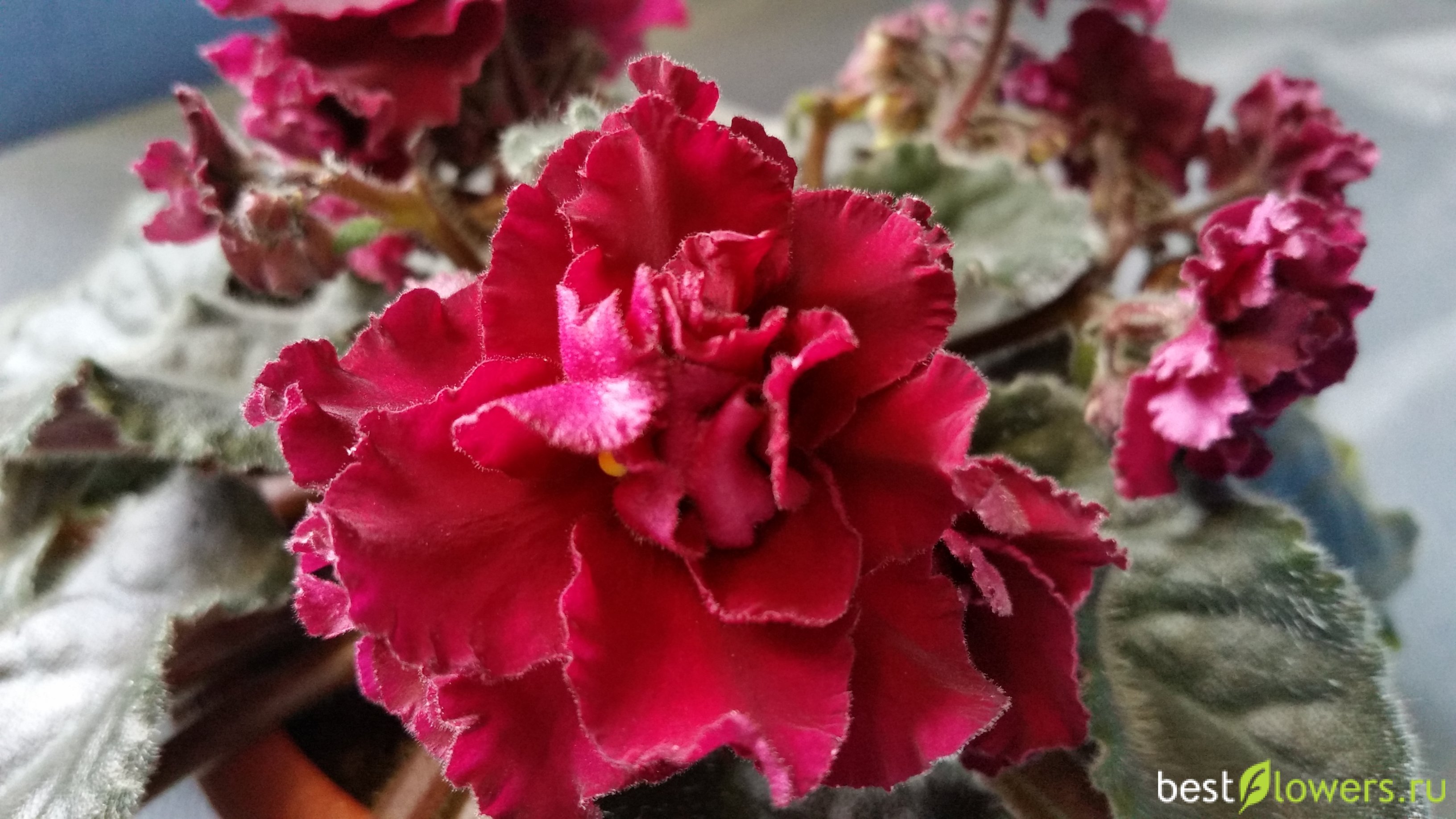 Фото ness antique red фото