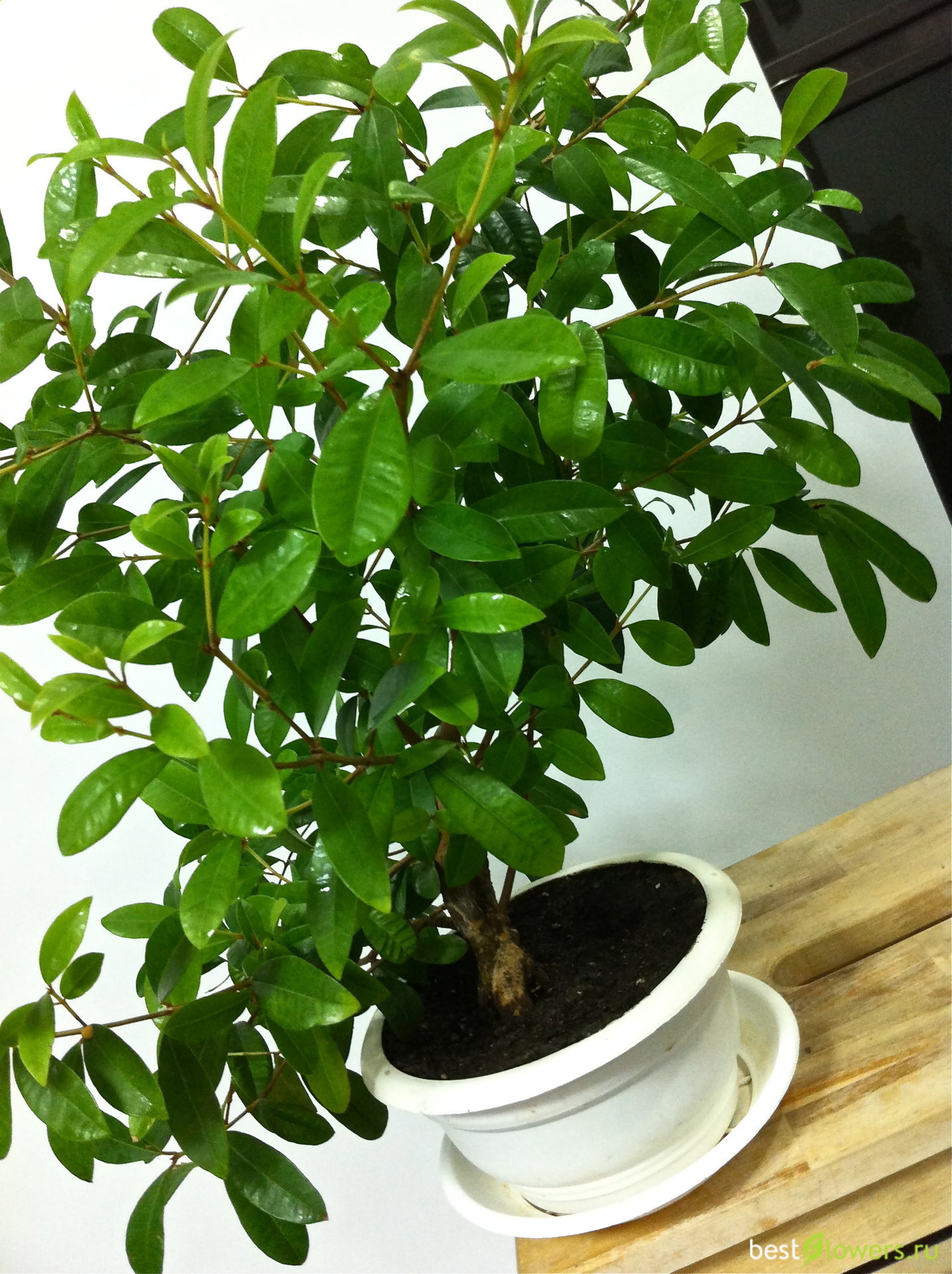 Комнатное растение сизигиум: уход в домашних условиях, фото